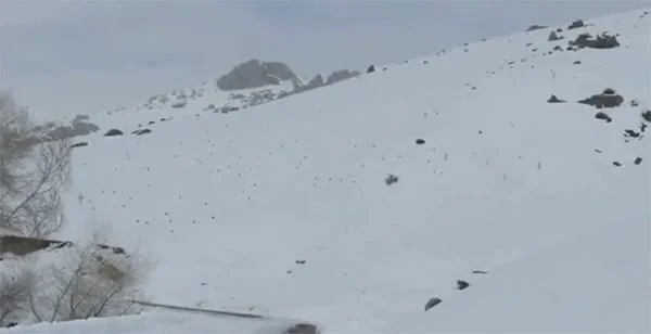 Vidéo : une énorme compagnie de perdreaux