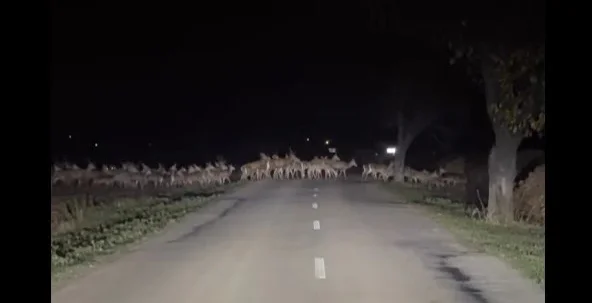 [Vidéo] Une harde de cervidés littéralement impressionnante