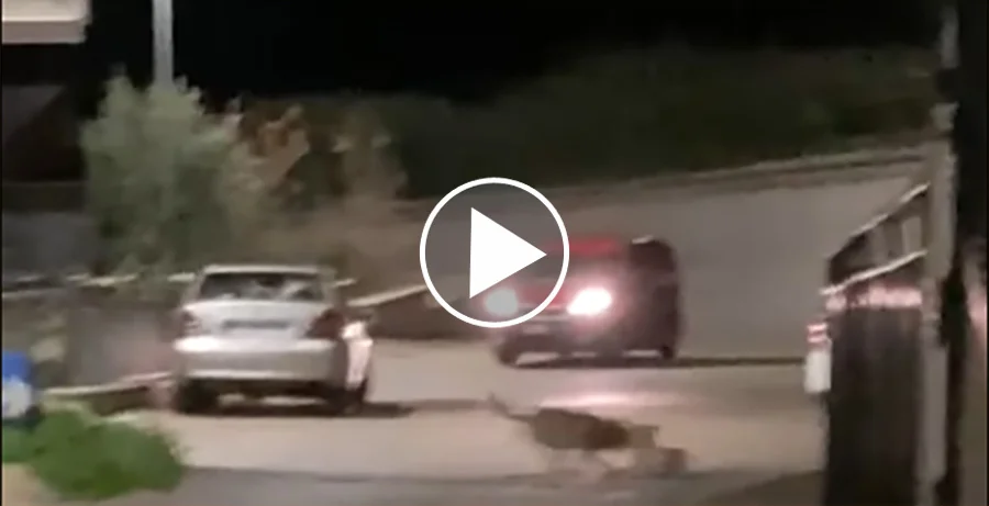 [Vidéo] Un loup attrape un chien pour le manger en pleine ville