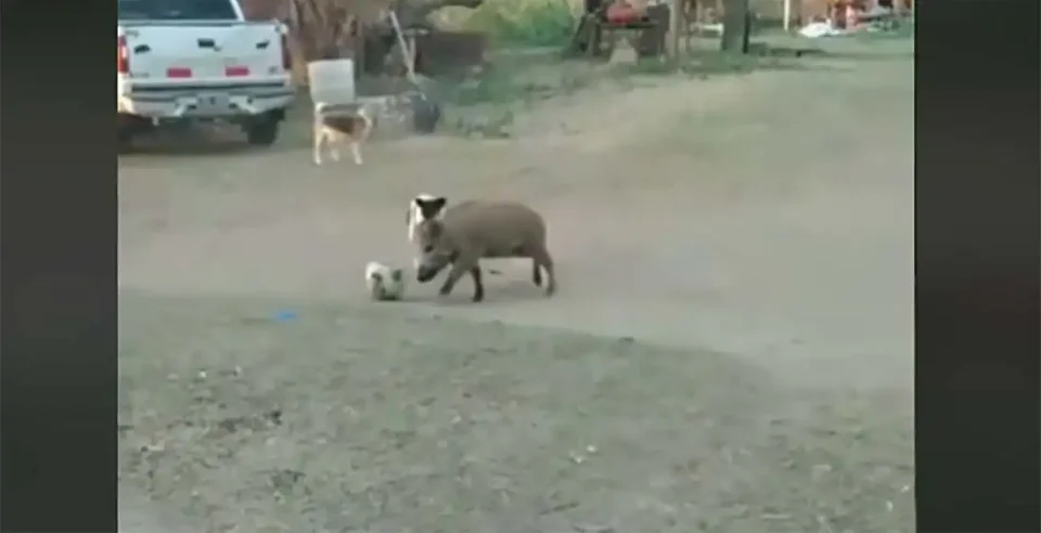 [Vidéo] Un sanglier très bon joueur de foot