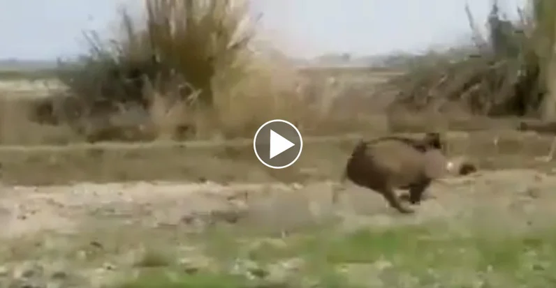 [Vidéo] Le sanglier qui chassait les chiens !