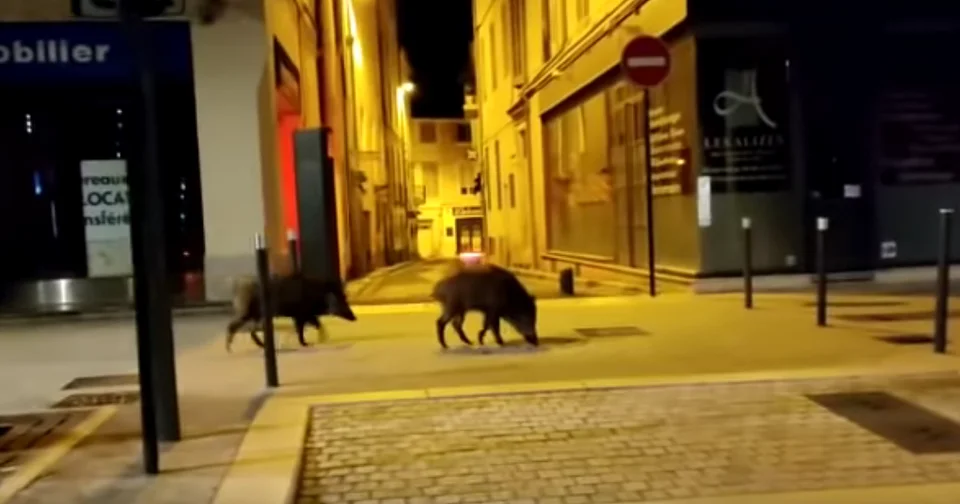 [Vidéo] Insolite : deux sangliers bravent le couvre feu à Nîmes