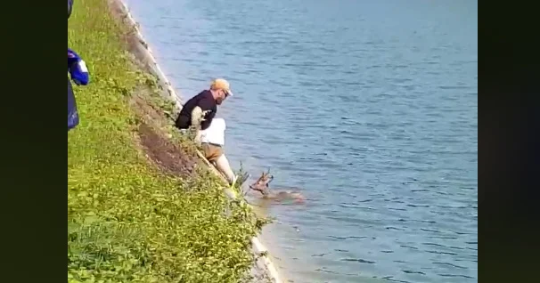 Vidéo : des chasseurs sauvent un brocard du canal