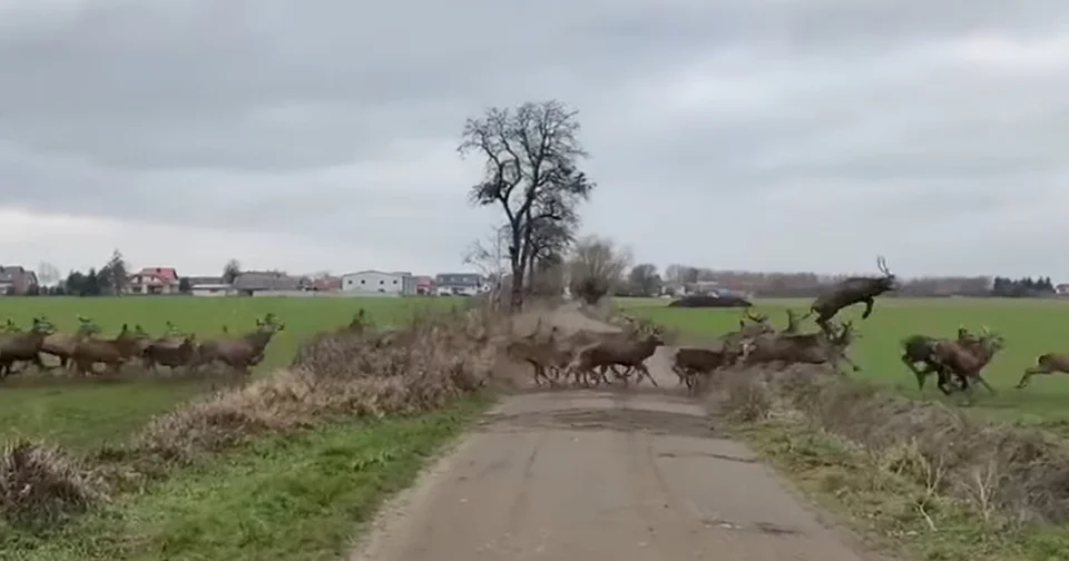 [Vidéo] Une superbe harde de cervidés filmée depuis une voiture