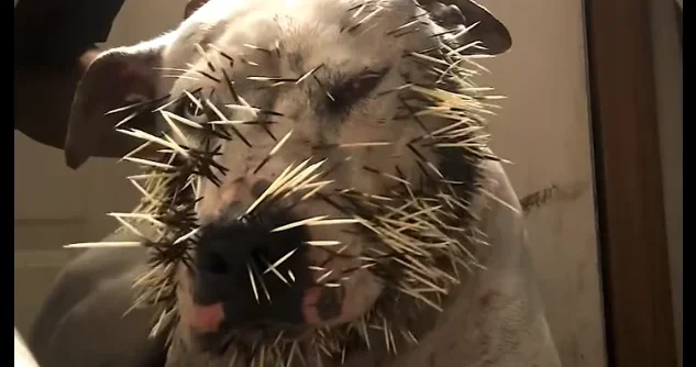 [Vidéo] Un chien va regretter de s’être frotté à un porc-épic