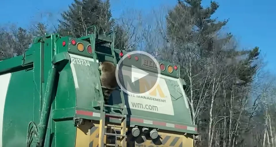 [Vidéo] Un raton laveur qui voyage en camion
