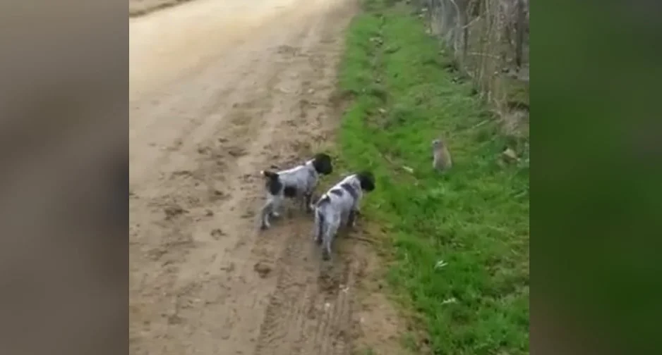 [Vidéo] Quand 2 jeunes chiots rencontrent un lapin