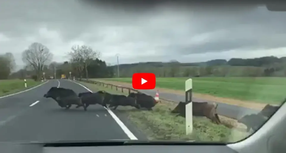 [Vidéo] Une grosse compagnie de sangliers traverse au ras d’une voiture