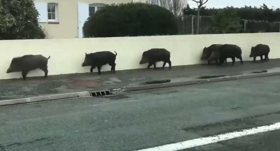 [Vidéo] Une compagnie de sangliers en pleine ville