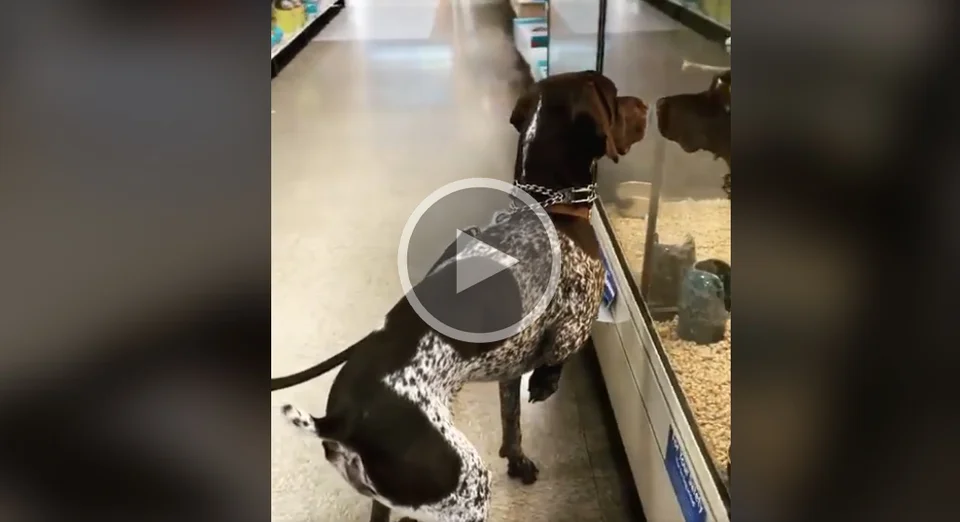 [Vidéo] Quand ton chien de chasse se met à l’arrêt n’importe où