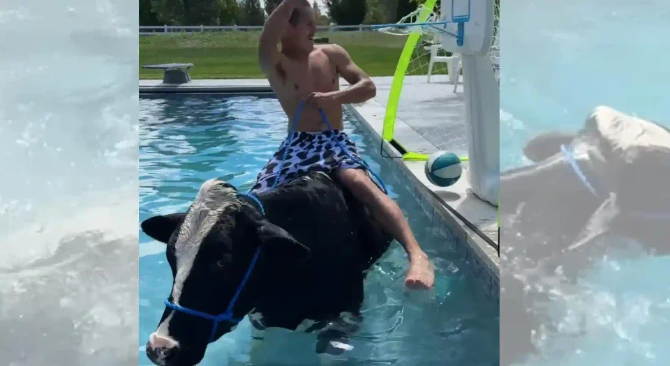 [Vidéo] La vache et le baigneur