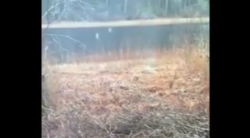 [Vidéo] Une balle ricoche (ou se fragmente?) sur un sanglier