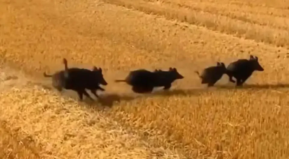 [Vidéo] Une belle compagnie de sangliers se défile d’un champ moissonné