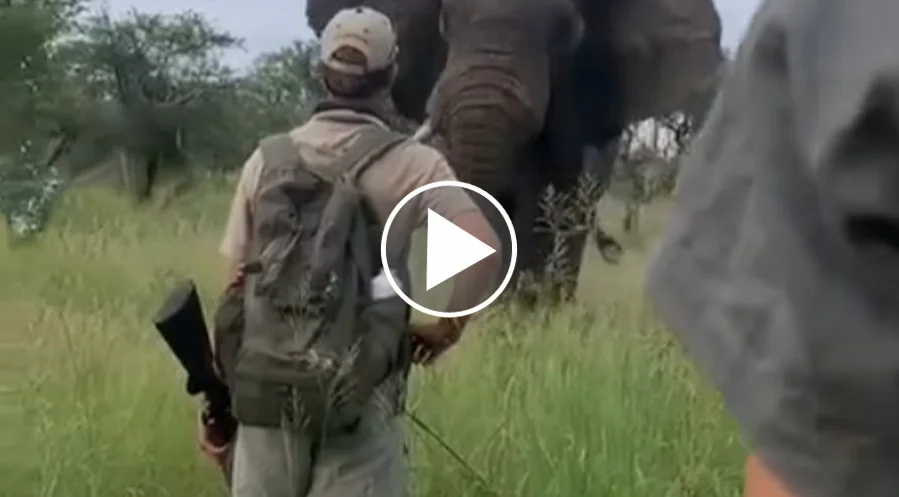 [Vidéo] Un homme fait face à un éléphant qui le charge