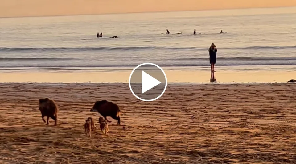 [Vidéo] Une compagnie de sangliers se la coule douce sur la plage