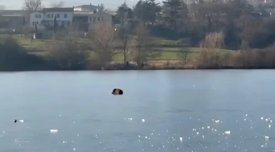 [Vidéo] Un sanglier en grande difficulté sur la glace
