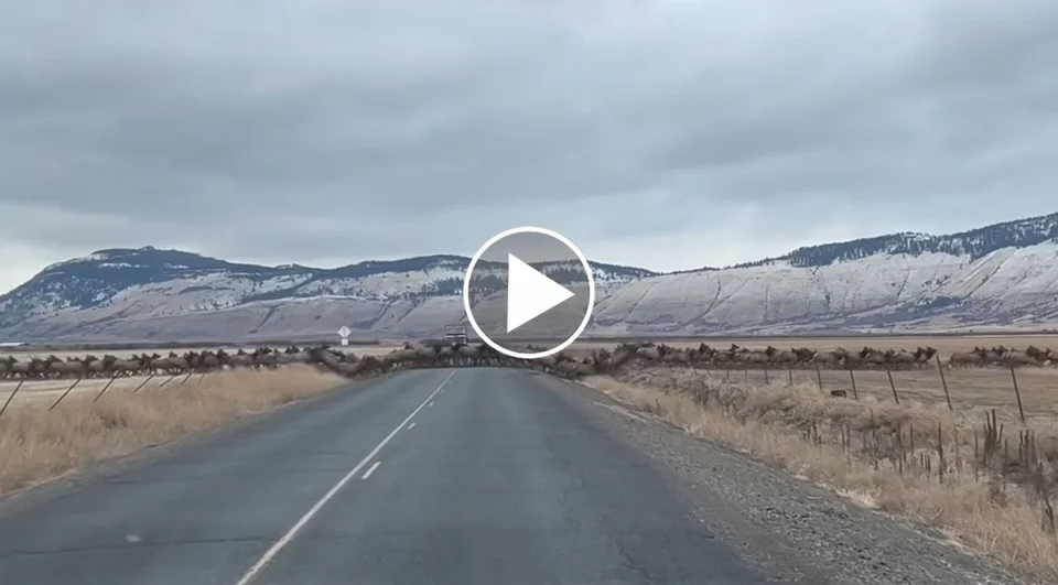 [Vidéo] Une immense harde de cervidés traverse la route