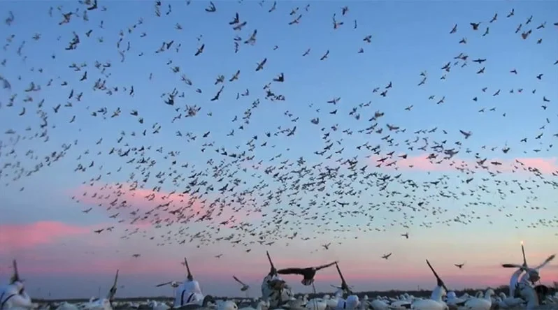 Vidéo : une des plus impressionnantes vidéo de chasse à l’oie