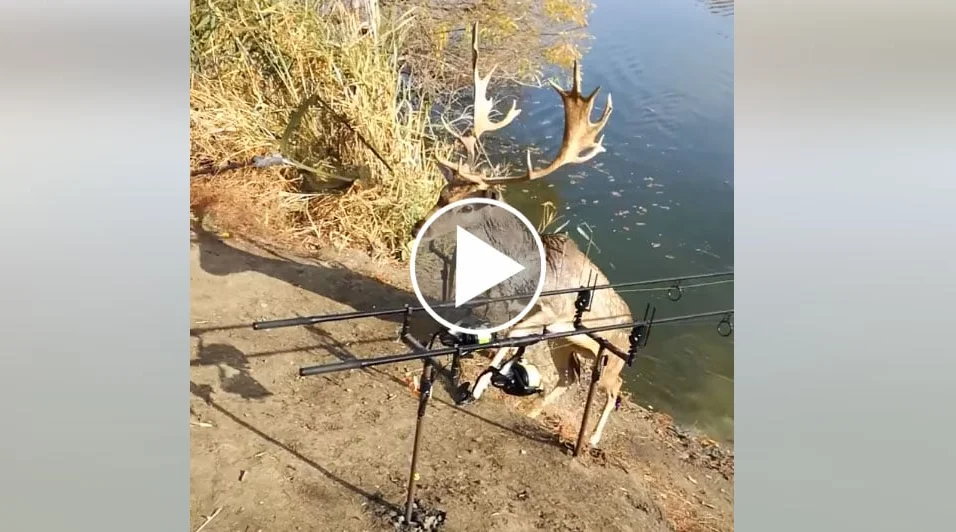 [Vidéo] Un magnifique daim traverse une rivière et sort de l’eau au milieu des pêcheurs