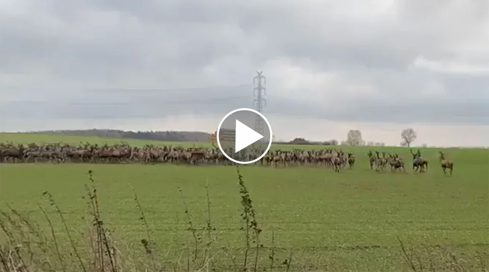 [Vidéo] Une harde sublime de cervidés traverse la route
