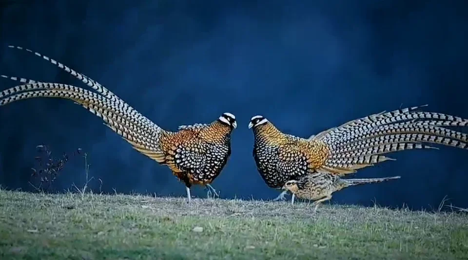 [Vidéo] Sublime parade de faisans vénérés