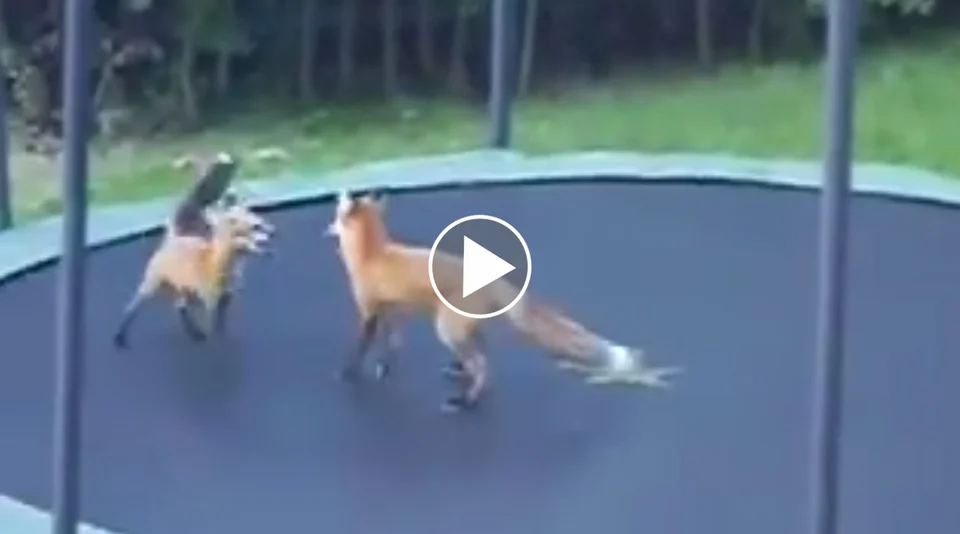 [Vidéo] 2 renards s’amusent comme des fous sur un trampoline
