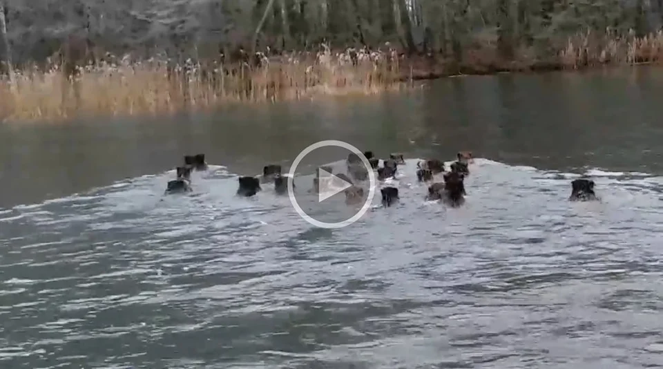 [Vidéo] Une compagnie de sangliers filmée dans le lac de Madine