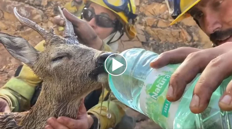 [Vidéo] Un chevreuil complètement déshydraté sauvé par les pompiers