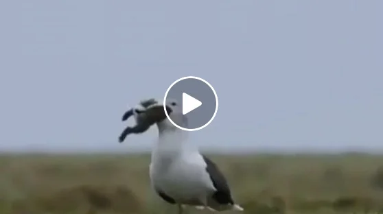 Vidéo : un goéland avale un lapin