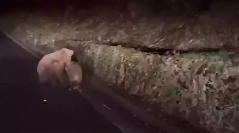 [Vidéo] Un ours tue et dévore un sanglier sur une route dans les Pyrénées