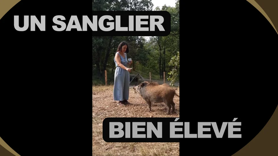 [vidéo] Un sanglier bien élevé !