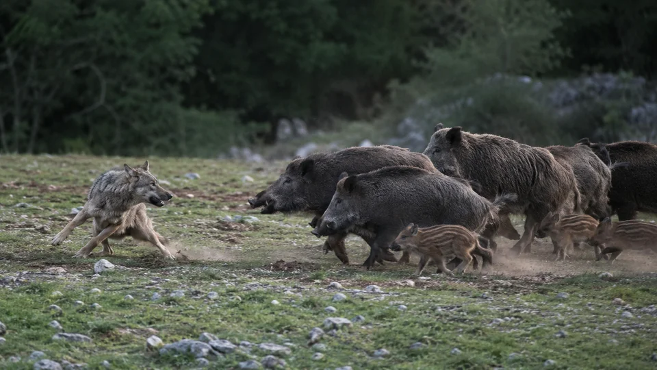[Vidéo] Saisissant combat entre un loup et une compagnie de sangliers