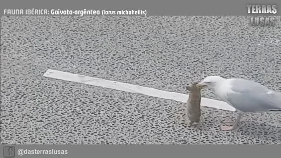Vidéo : un goéland avale un lapereau d’un seul trait!