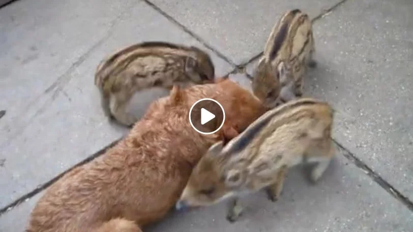 Vidéo : 3 marcassins et 1 chien meilleurs amis
