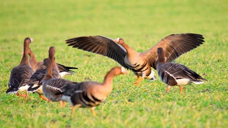 Vidéo : une oie rieuse protège sa famille contre un renard