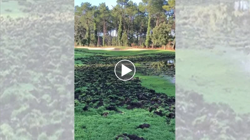 [Vidéo] Les sangliers ont ravagé le golf de Moliets