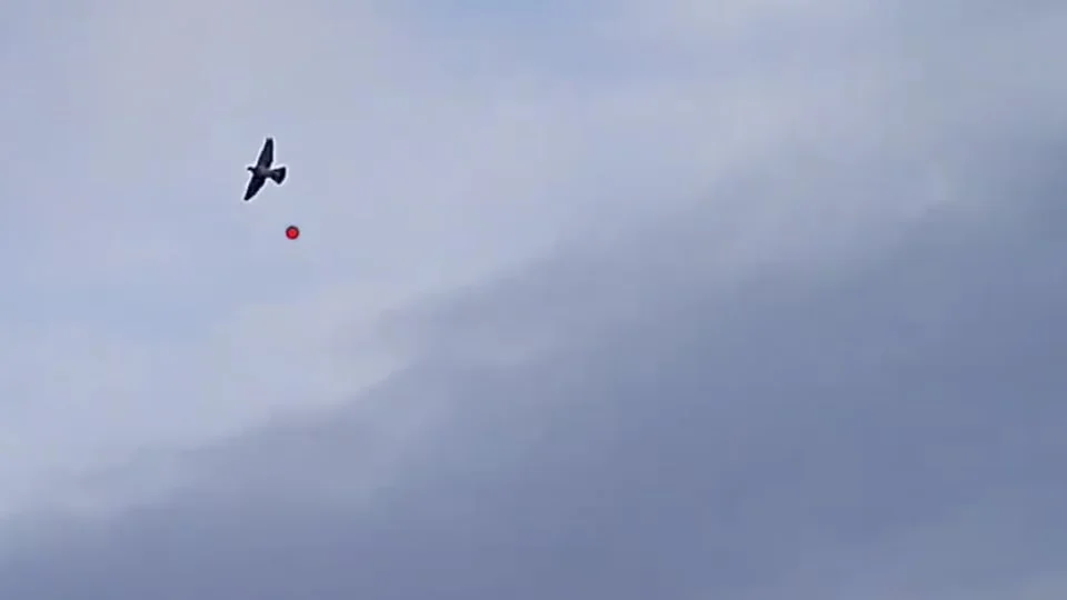 Vidéo : apprenez à tirer le pigeon avec cette vidéo instructive
