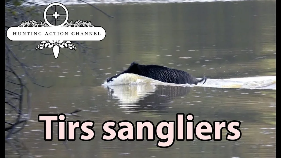 Vidéo : battue aux sangliers