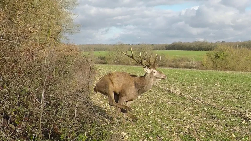 Vidéo : best of saison de chasse 20182019