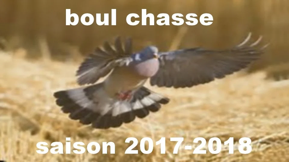 Vidéo : chasse à la palombe au poste (à tir)