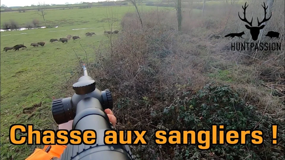 [Video] Chasse aux sangliers 2021