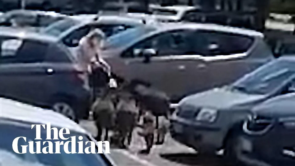 [Vidéo] des sangliers « raquettent » une femme à sa sortie d’un supermarché