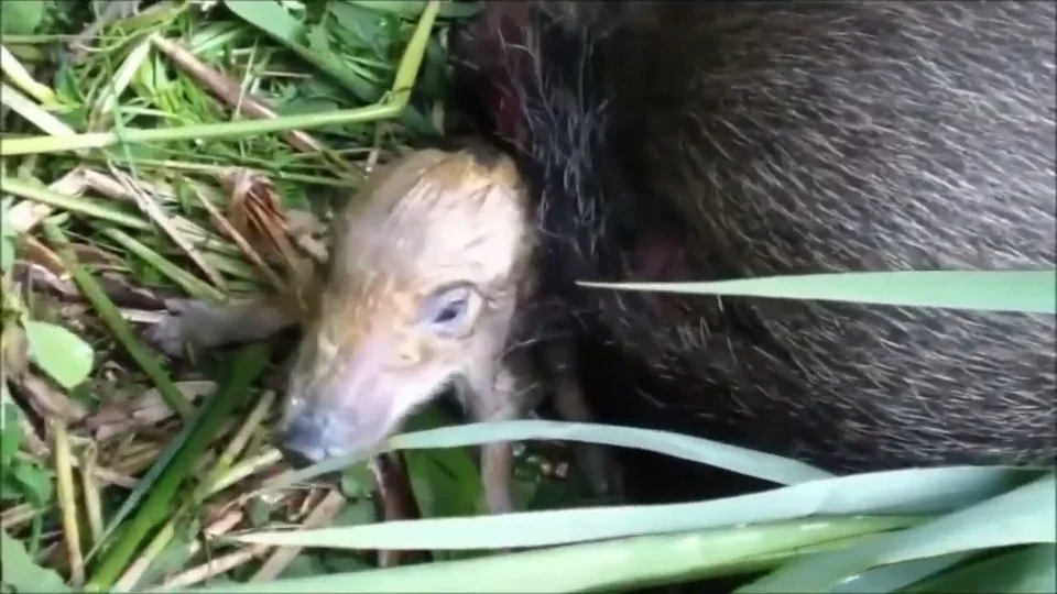 [Vidéo] Naissance d’une portée de sangliers en direct