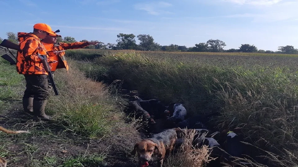 [Vidéo] Tir d’un beau sanglier dans les maïs