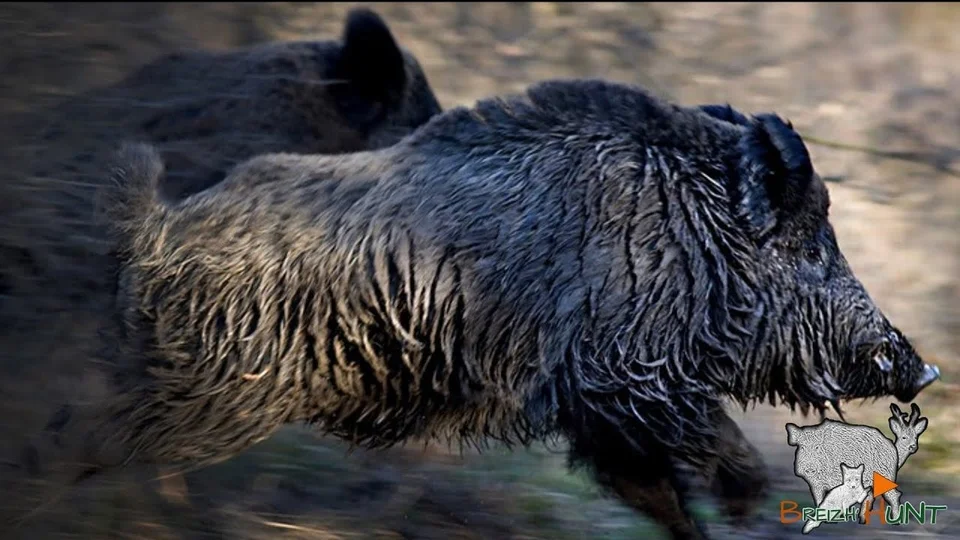 Vidéo : tir d’un beau sanglier de 114 kg