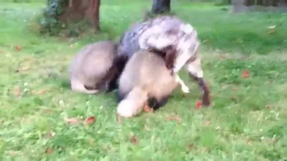 Vidéo : un chien et 2 blaireaux meilleurs amis du monde !