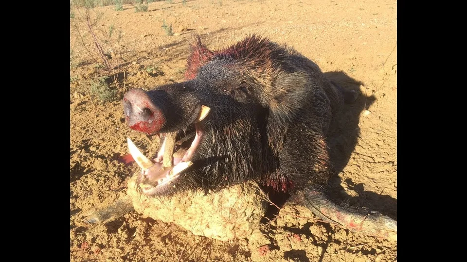 Vidéo : un gros sanglier traverse un lac à la nage avant d’être prélevé