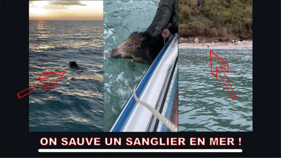 Vidéo : un sanglier « sauvé » au large de Deauville