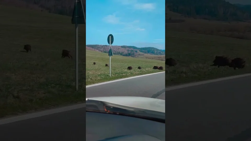 [Vidéo] Une grosse compagnie de sangliers traverse une route