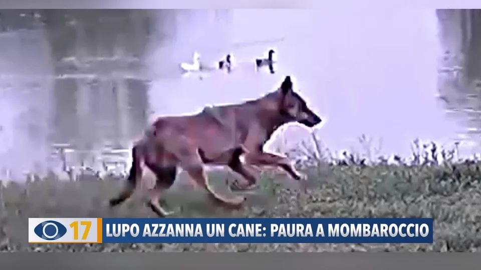 [Vidéo] Un loup attaque un chien en plein jour en Italie